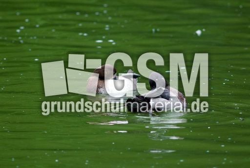 Bergente (5 von 12).jpg